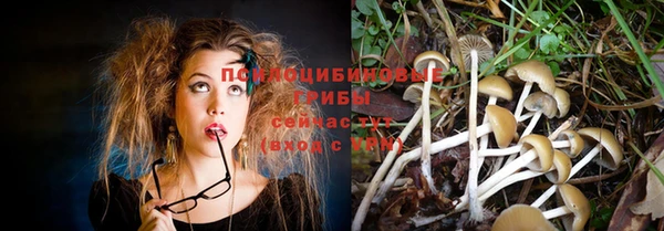 прущие грибы Белокуриха